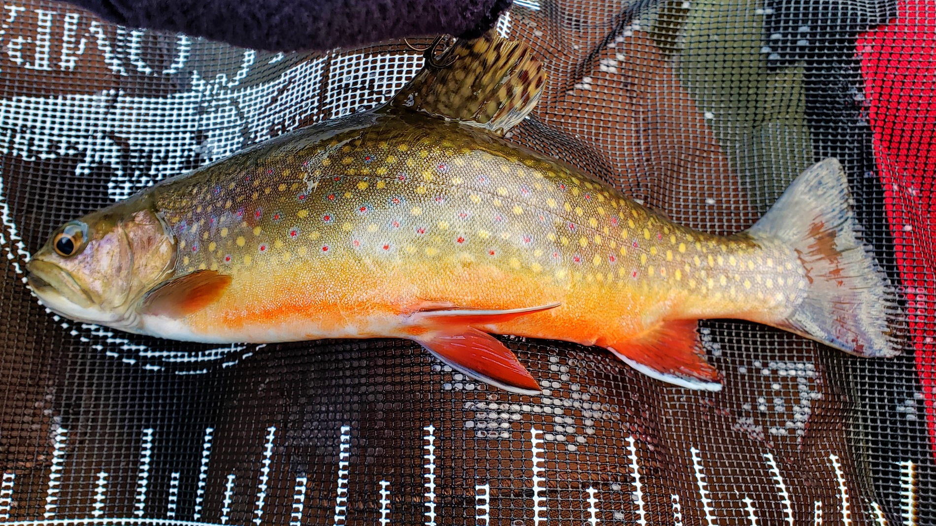fish